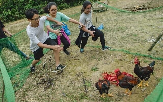 Mơ thấy bắt gà và những bí ẩn cần được mở khóa