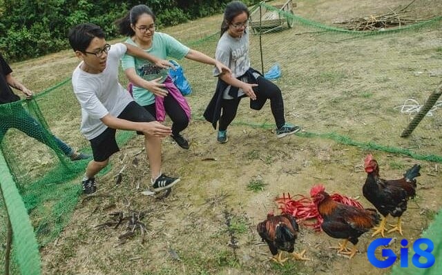 Chiêm bao thấy bắt gà có nhiều điều thú vị bên trong 