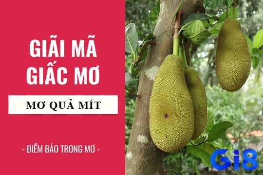 Cùng GI8.TEAM tìm hiểu chi tiết về nằm mơ thấy hái quả mít chín nhé