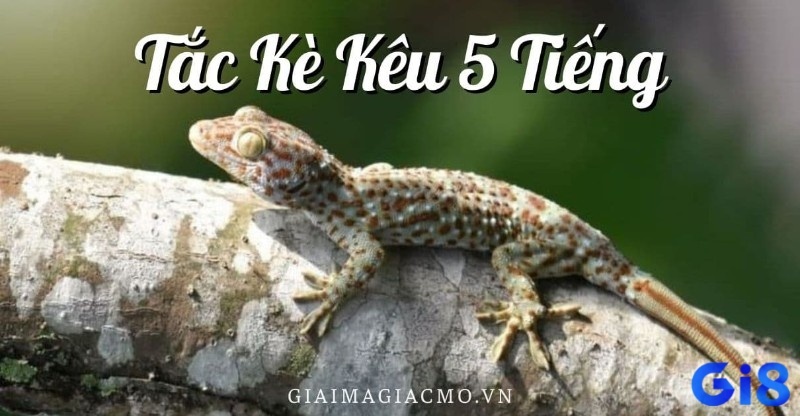 Tắc kè kêu 5 tiếng điềm gì? Dự đoán chuẩn cho đề thủ