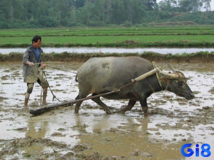 Giấc mơ thấy trâu cày ruộng là một điềm báo về sự thành công và cống hiến trong công việc