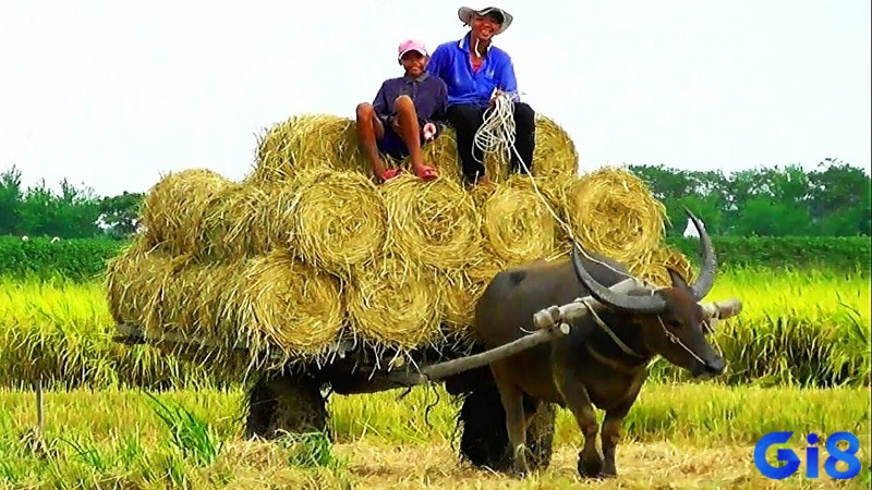 Trong giấc mơ, trâu cày ruộng đang kéo xe biểu thị sự cống hiến và sự quyết tâm trong việc đạt được mục tiêu.