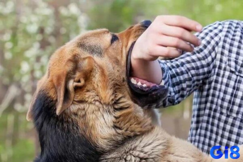 Mơ chó cắn vào tay người khác phản ánh sự lo lắng về an toàn của những người xung quanh